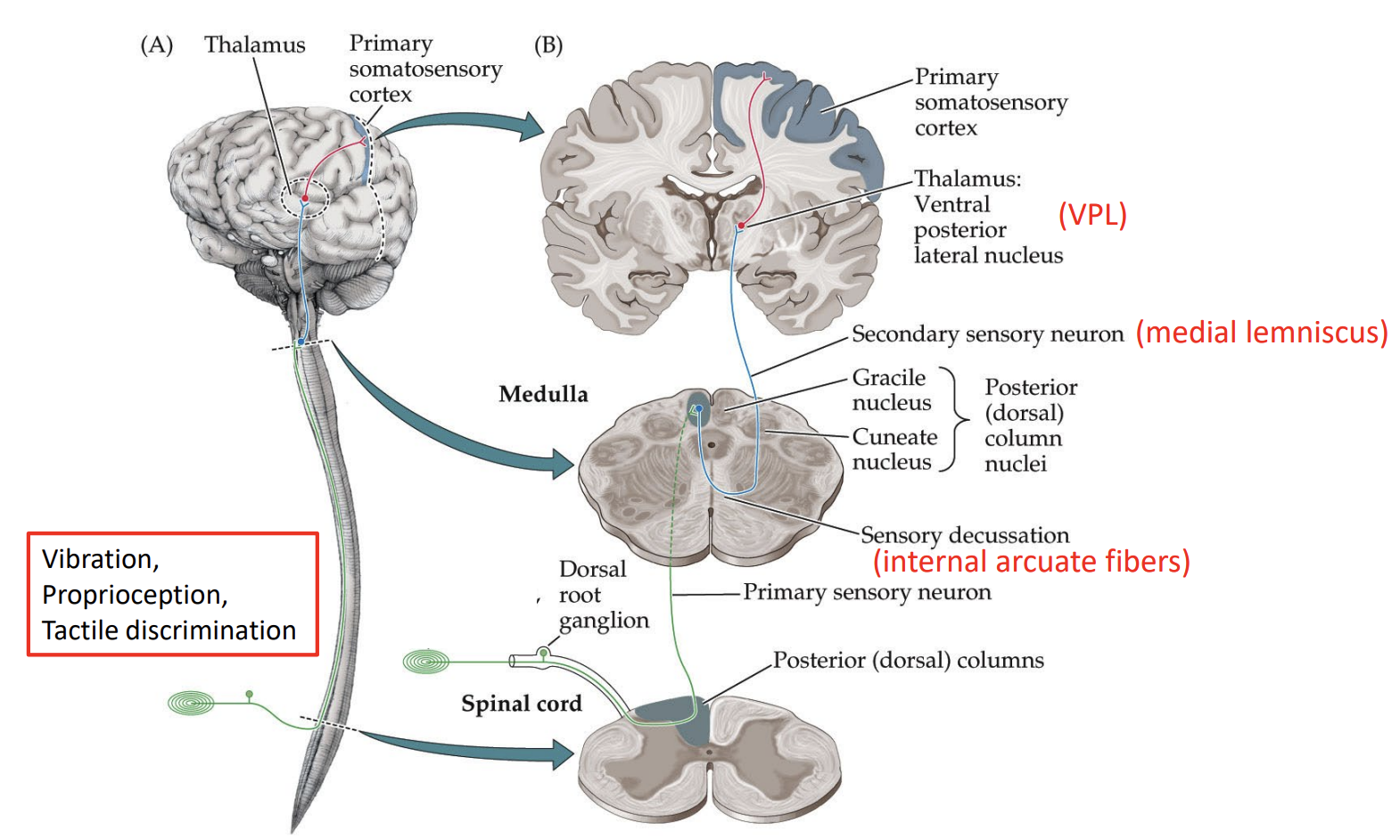 <p>main somatosensory pathway</p><p>vibration, proprioception, tactile discrimnation</p><p>contralateral</p><p>crosses at the medulla</p><ul><li><p>(primary sensory neuron): signal sent to the dorsal root ganglion → spinal cord → <span style="color: rgb(148, 25, 155);">posterior dorsal columns</span> → brain → medulla</p></li><li><p>(secondary sensory neuron): medulla → crosses over to the other side of the medulla → <span style="color: rgb(171, 43, 194);">medial lemniscus</span> → thalamus (ventral posterior lateral nucleus (VPL))</p></li><li><p>(third sensory neuron): thalamus → post-central gyrus (primary somatosensory cortex)</p></li></ul><p></p>