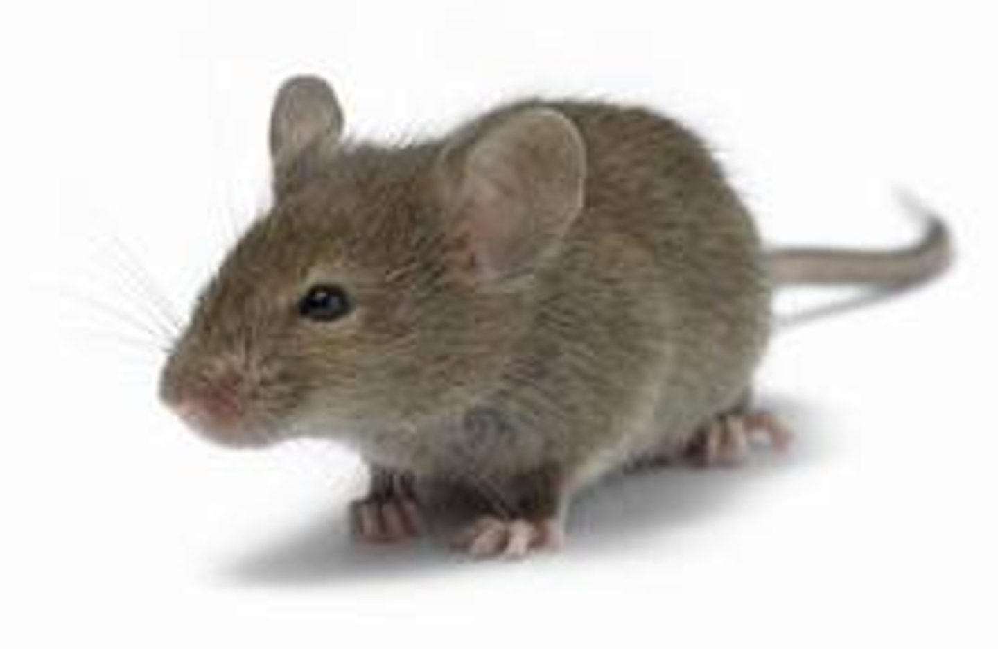 <p>A- investigate the role of the MAOA gene in the regulation of aggression by studying the behavior of genetically modified mice lacking the gene responsible for producing the MAOA enzyme.</p><p>M- A lab experiment using "knockout" mice—genetically engineered to lack the MAOA gene. The mice were observed for behavioral changes during development and tested in resident-intruder scenarios, where a new mouse (male or female) was introduced into the home cage of the test subject. Behavioral responses were recorded and compared with normal control mice. Post-mortem brain analysis measured neurotransmitter levels.</p><p>R- The MAOA-deficient mice showed early signs of abnormal behavior (e.g., frantic running, violent sleep tremors, and biting). Adult males demonstrated significantly increased aggression, attacking even female intruders. Brain analysis showed serotonin levels 6–9 times higher than in controls, along with moderately elevated dopamine and norepinephrine.</p><p>Conclusion- The lack of MAOA led to excess neurotransmitters and heightened aggression, suggesting a genetic predisposition to aggressive behavior. The findings support the view that genetic factors—specifically, MAOA deficiency—can contribute to aggression, although environmental and social interactions may also influence how this predisposition is expressed.</p><p>Evaluation:</p><p>-Questionable generalizability—animal aggression may not fully mirror complex human aggression.</p><p>-Many with the MAOA gene variant do not show aggression, suggesting a gene × environment interaction is necessary.</p><p>-The experimental design allows for cause-and-effect conclusions—something unethical in human studies.</p><p>-Raises ethical concerns due to permanent harm inflicted on animals in the research process.</p>