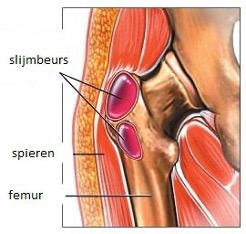 <p><span><span>= bevinden zich vaak tussen twee pezen of tussen een pees en een botstuk</span></span></p><p style="text-align: left;"><span><span>= zakvormige ruimten van bindweefsel, gevuld met vocht. Zij reduceren de wrijving tussen twee structuren.</span></span></p>