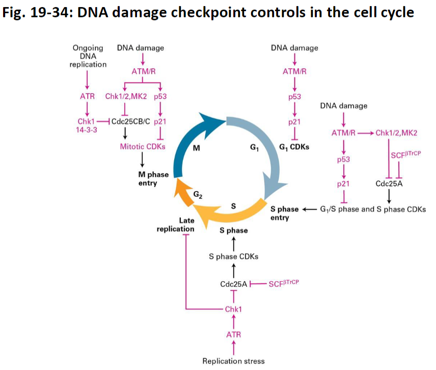 <p><strong>Checkpoint Timing</strong><br> Kinases act at multiple points in the cell cycle:<br>  G1 – before S-phase entry<br>  S – during DNA replication<br>  G2/M – entry into mitosis</p><p><strong>G1 Checkpoint</strong><br> ATM/ATR detect DNA damage<br> Inhibit G1 CDKs<br> Prevent entry into S-phase if damage is present</p><p><strong>S-Phase Checkpoint</strong><br> Replication stress or stalled forks activate ATR and Chk1<br> Inhibit Cdc25 phosphatase<br> Regulate S-phase CDKs to pause DNA synthesis until problems are resolved</p><p><strong>G2/M (Mitotic) Checkpoint</strong><br> Excess DNA damage or incomplete replication activates ATM, ATR, Chk1/2, MK2<br> Inhibit Cdc25 and other activators of mitotic CDKs<br> Prevent entry into mitosis until replication is complete and DNA is repaired</p><p><strong>Overall Function</strong><br> Ensures that each phase of the cell cycle only proceeds when prior events are complete<br> Prevents propagation of damaged DNA and reduces risk of cancer</p>