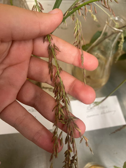 <p>Inflorescence fall to one side</p><p>Reddish tint</p><p>Reproduce primarily by seed</p><p>native to South Africa</p><p>Introduced to Davis and fine there</p><p>VERY invasive on central coast</p><p>Dune scrub</p>