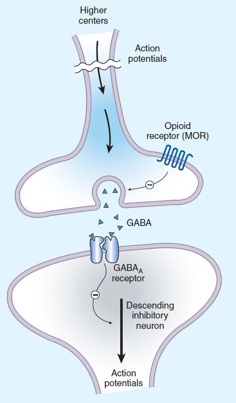 <p>Role of GABA: <strong>inhibits </strong>descending inhibitory neurons </p><p>Opioids bind to the mu opioid receptor. This <em>negatively </em>regulates gaba interneurons. If GABAergic neurons previously NEGATIVELY regulated the pain inhibitory neuron, then taking GABA away allows for the Pain inhibitory neuron (Descending neuron) to REDUCE more pain. This <strong>increases the flow </strong>of <strong>descending </strong>pathways by <strong>inhibiting the ascending </strong>pathway.</p>