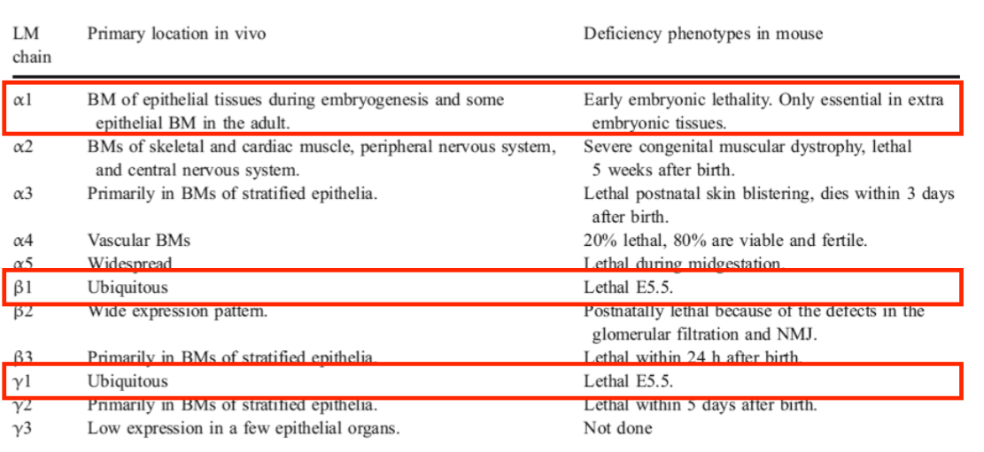 <ul><li><p>some are widely expressed, in early embryos</p></li><li><p>mice unable to develop where basement membrane forms </p></li><li><p>other laminin genes show tissue specific defects when they are deleted in mice, phenocopy some human diseases </p></li></ul><p></p>