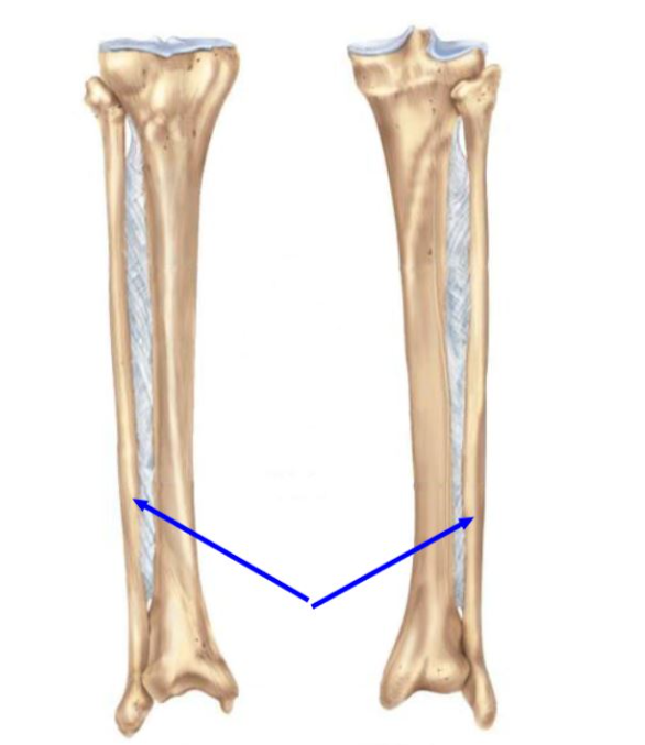 Name the bone indicated by the blue arrow in the figure.