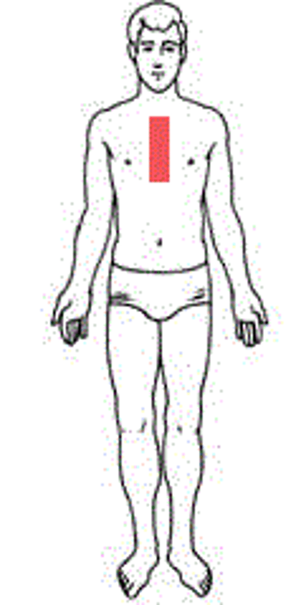 <p>middle of thorax</p>
