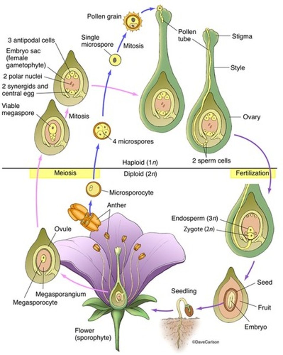 <p>sporophyte is dominant (diploid), 4 microsporangia inside anther with diploid cells that produce 4 haploid microspores by sporic meiosis. Then becomes microgametophyte (pollen), then it lands on the stigma where pollen tube grows toward ovary. No archegonium produced, sperm cells released from micro sporophyte to fertilize egg. 1 sperm fertilizes the egg and the others joins to make endosperm (3n) that feeds the growing embryo in seed</p>