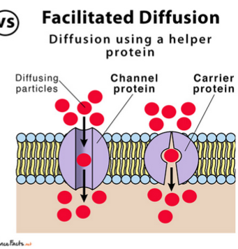 <p>Facilitated Diffusion</p>