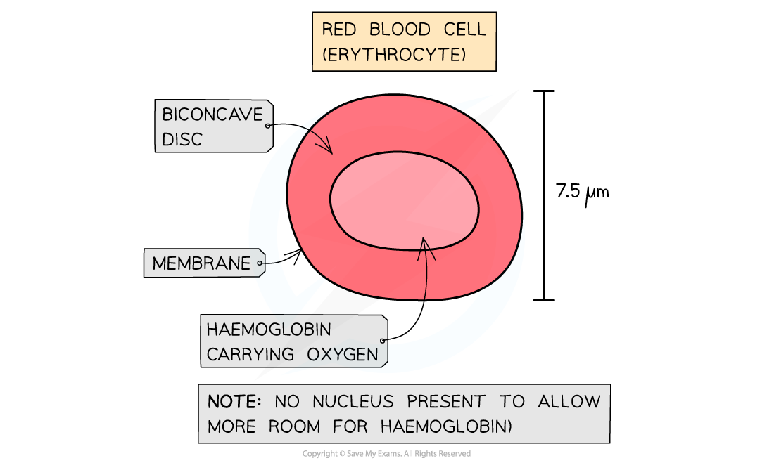 <p>Function:</p><ul><li><p>Transport oxygen around the body</p></li></ul><p>Location:</p><ul><li><p>Produced in Bone marrow</p></li><li><p>Circulate in bloodstream</p></li></ul><p>Adaptations:</p><ul><li><p>Flattened, Biconcave shape - increases surface area to volume ratio</p></li><li><p>Not many organelles + no nuclei to make space for haemoglobin</p></li><li><p>High amounts of haemoglobin in the cytoplasm</p></li><li><p>Flexible to squeeze through narrow capillaries due to elastic membrane</p></li></ul><p></p>