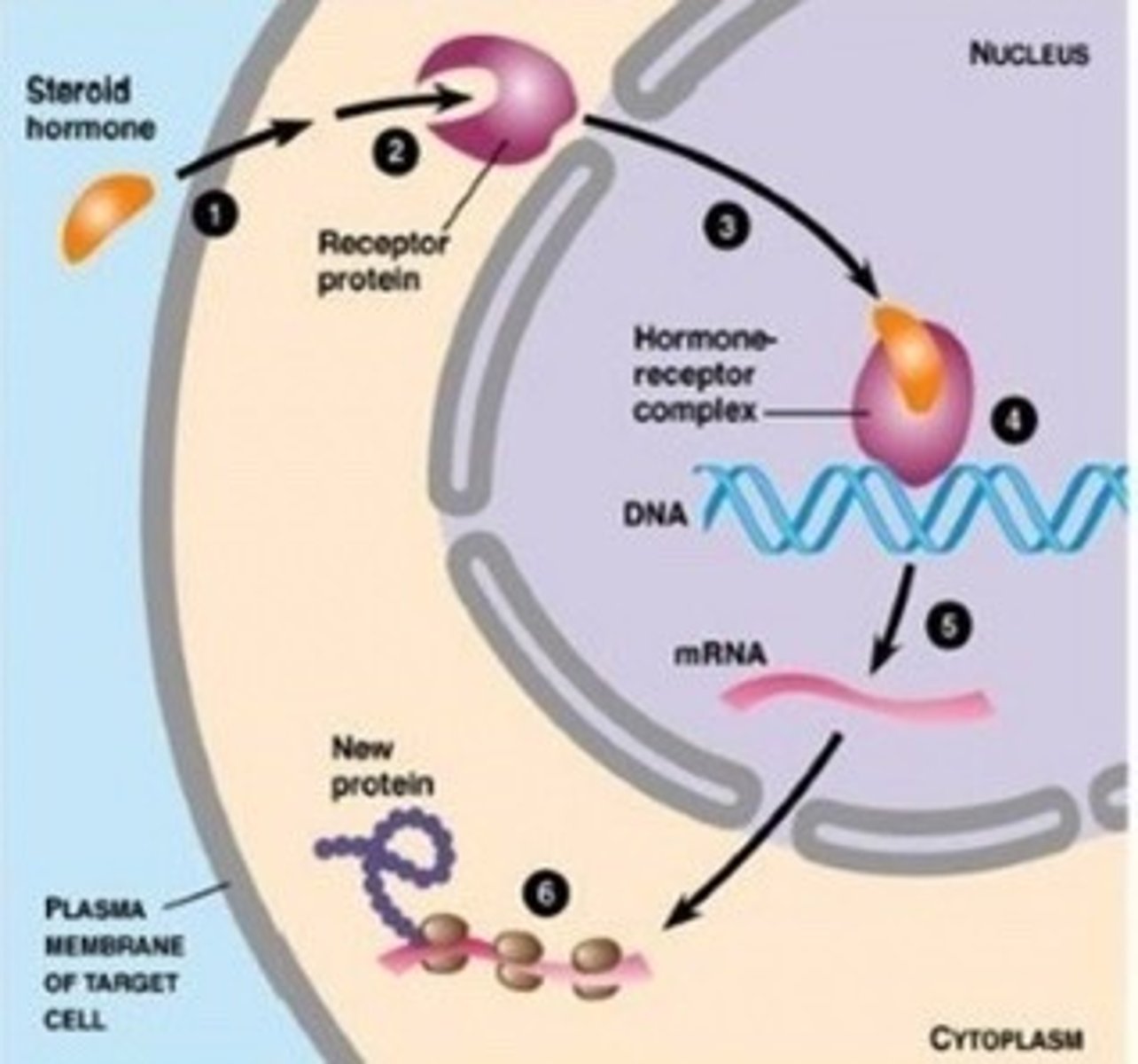 <p>the transcription of genes</p>