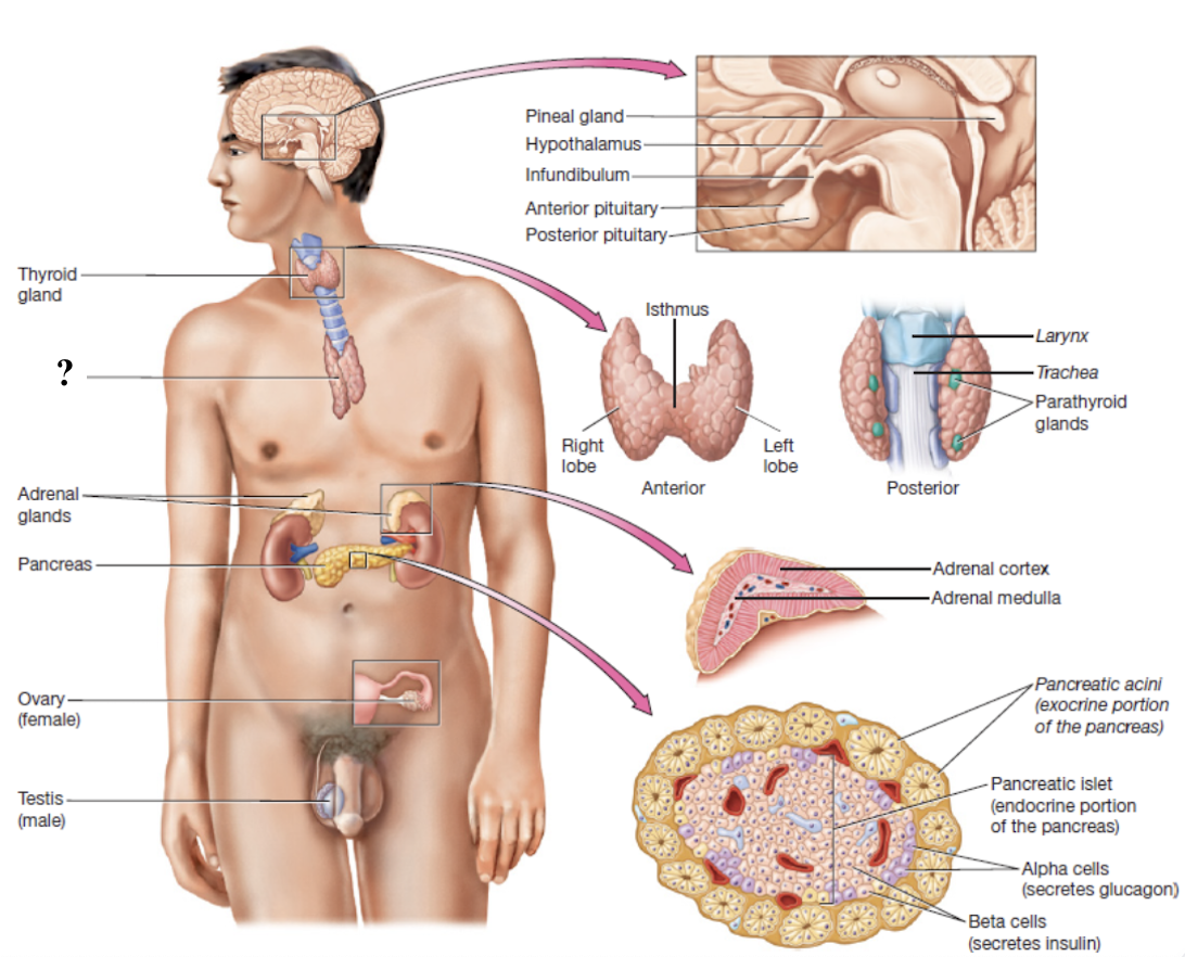 <p>located in anterior mediastinum behind the sternum, large in children but small and fatty in adults</p>