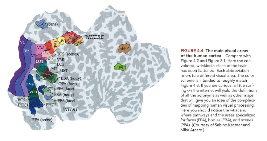 <ul><li><p>niet veel systematische gegevens over reacties van individuele cellen in menselijke visuele systeem</p><ul><li><p>wel groeiende hoeveelheid functionele beeldvormingsgegevens die gebieden in menselijke hersenen documenteren die gespecialiseerd lijken te zijn voor verschillende soorten stimuli</p></li></ul></li></ul><p>→ veel van die gebieden hebben naam gekregen voor specialisatie:</p><ul><li><p>cellen in fusiforme face area (FFA)</p><ul><li><p>voor gezichten</p></li><li><p>specifieke vorm van agnosie: prosopagnosie = onvermogen om gezichten te herkennen</p></li></ul></li><li><p>cellen in fusiform body area (FBA)</p><ul><li><p>voor andere lichaamsstructuren dan gezicht</p></li></ul></li><li><p>parahippocampal place area (PPA)</p><ul><li><p>cellen die reageren op ruimtes in wereld: bv. kamers met meubels erin</p></li></ul></li></ul><p>→ visuele systeem: modules die gespecialiseerd zijn in werken aan verschillende aspecten</p><ul><li><p>visual word form area (WWFA)</p><ul><li><p>gespecialiseerd in herkennen van geschreven woorden</p><ul><li><p>pas wanneer iemand leert lezen</p></li></ul></li></ul></li></ul><p></p>