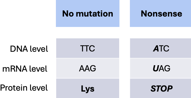 <p>Nonsense mutation</p>