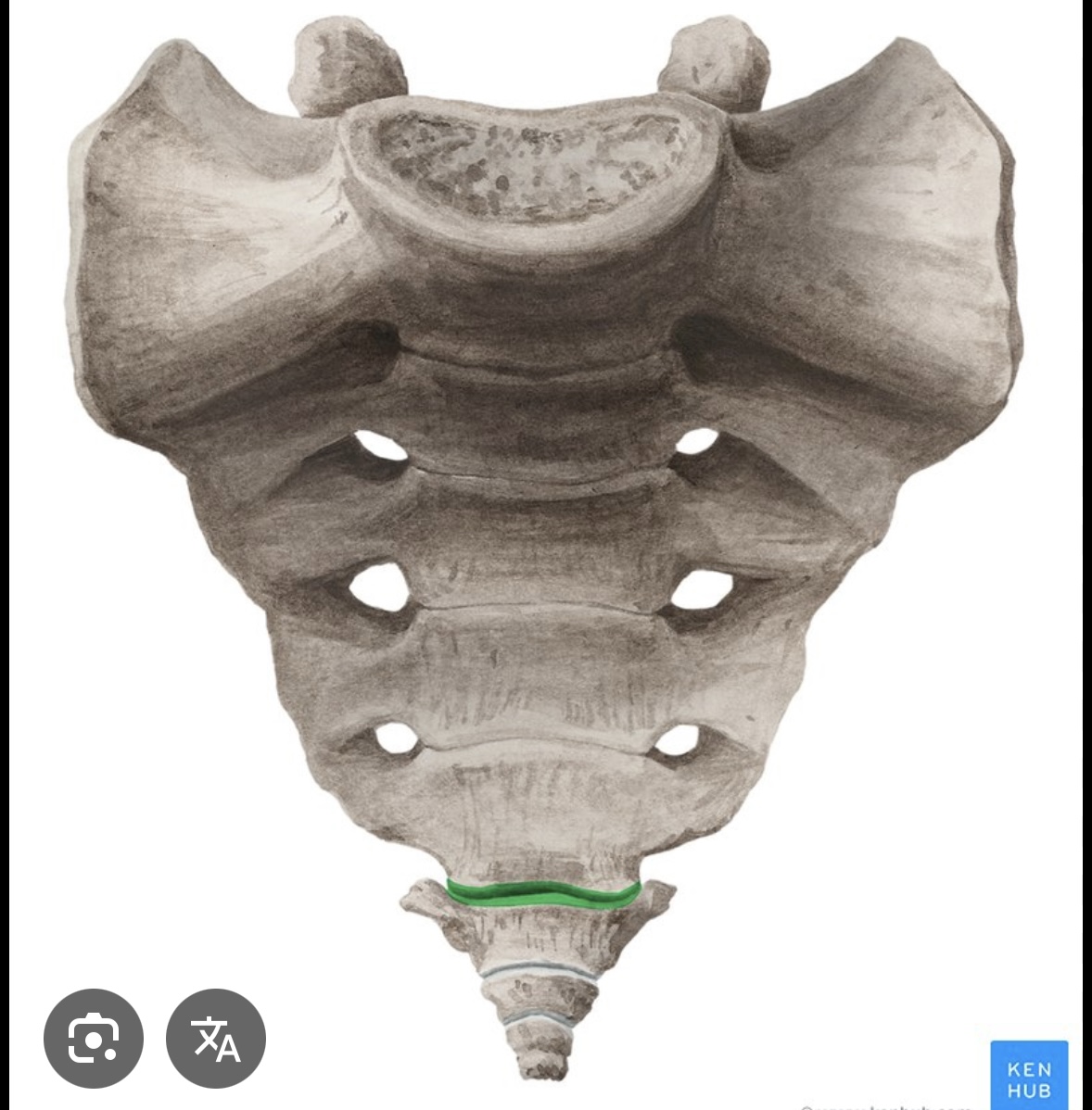 <p>art. sacrococcygea gibi</p>
