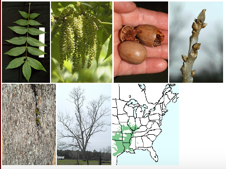 JUGLANDACEAE (walnut family)
-large deciduous tree
-alternate arr., compound
-falcate leaflets (hooked)
-low branches (good for climbing)
-flaky light gray bark
-2 in nut (pecans)
-husk has 4 bracts
-Kary with a C from Illinois made a pecan pie