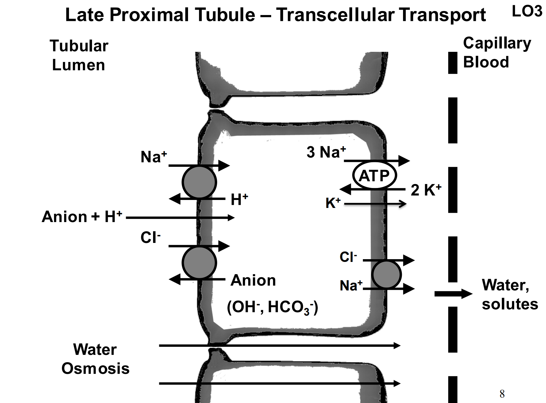 <p>Late proximal tubule.</p>