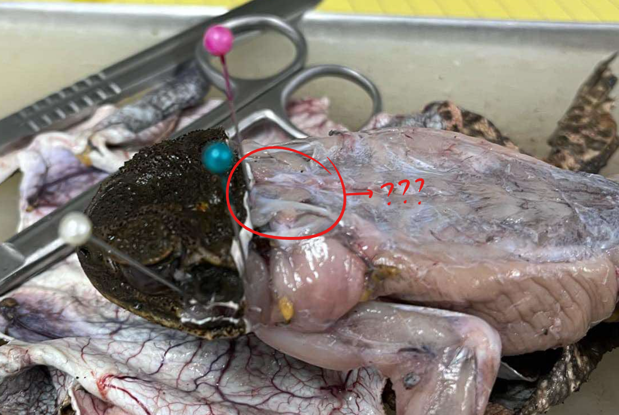 <p>a small muscle that extends from the tip of the suprascapula to the region between the tympanic ring and the eye</p>