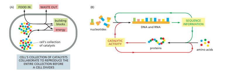 <p>Any molecule that speeds up a specific chemical reaction without itself being changed.</p>