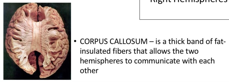 <ul><li><p>It’s a set of neural fibres that connect two brain hemispheres</p></li><li><p>Each hemisphere has central fissure that runs from top of each hemisphere , and sides, separating front of cerebral cortex from rear.</p></li><li><p><strong><u>Corpus callosum is part of the mind that allows communication between two hemispheres of the brain. its responsible for transmitting neural messages between both the right and left hemispheres</u></strong></p></li></ul>