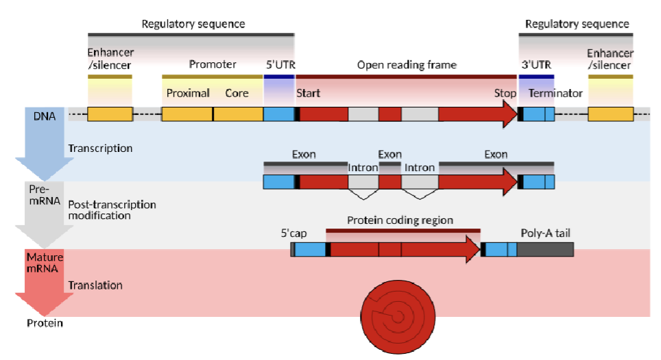 <p>Components of a Gene</p>