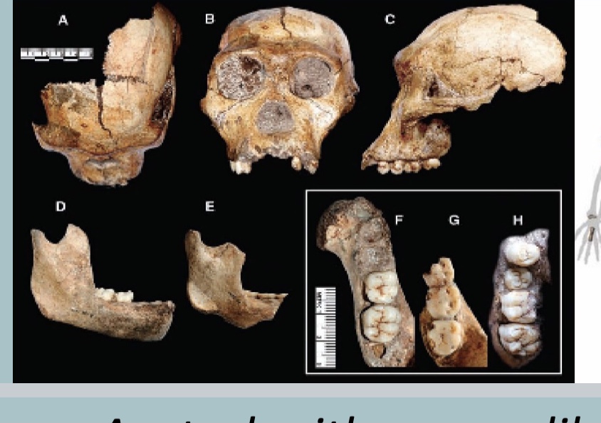 <p><span>Australopithecus sediba</span></p>