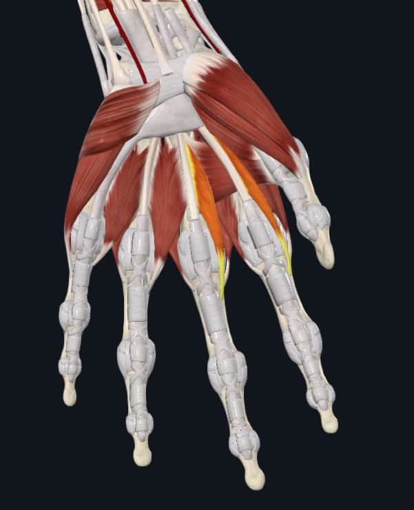 <p>What are these two lumbricals innervated by</p>