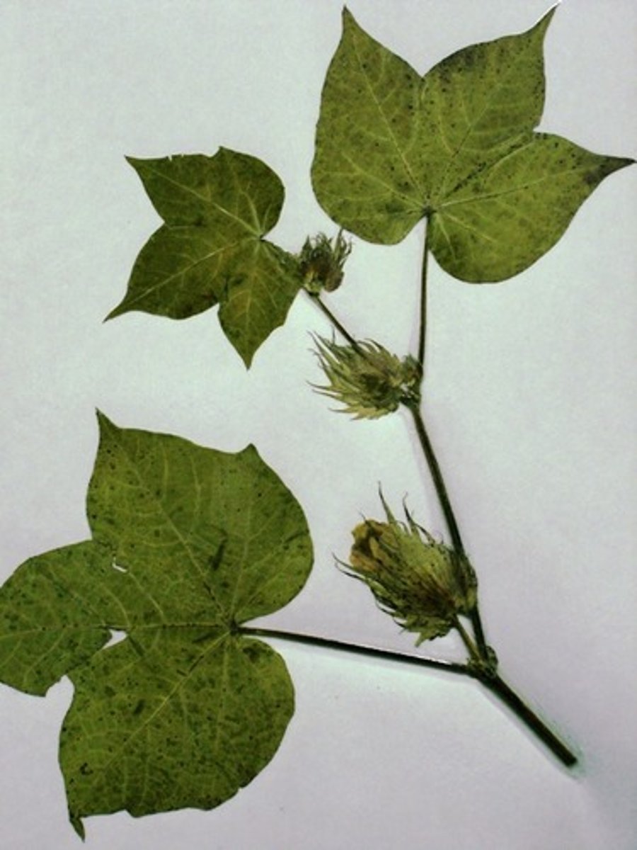 <p>What is this? Monocot or eudicot?</p>