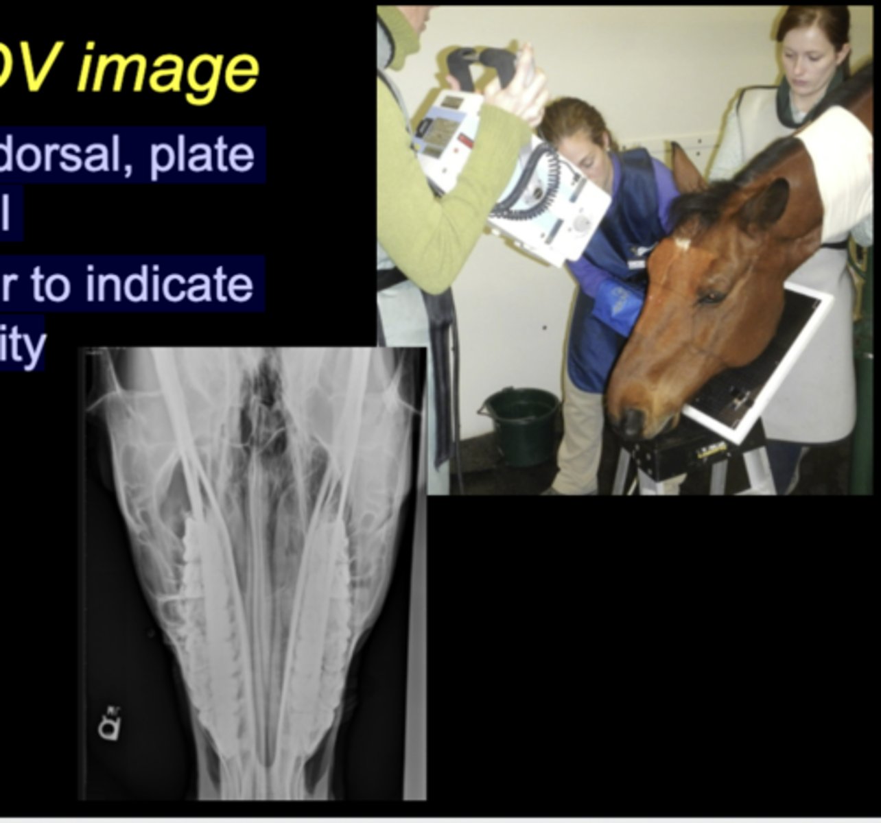 <p>• Tube dorsal, plate ventral</p><p>• Marker to indicate laterality</p>
