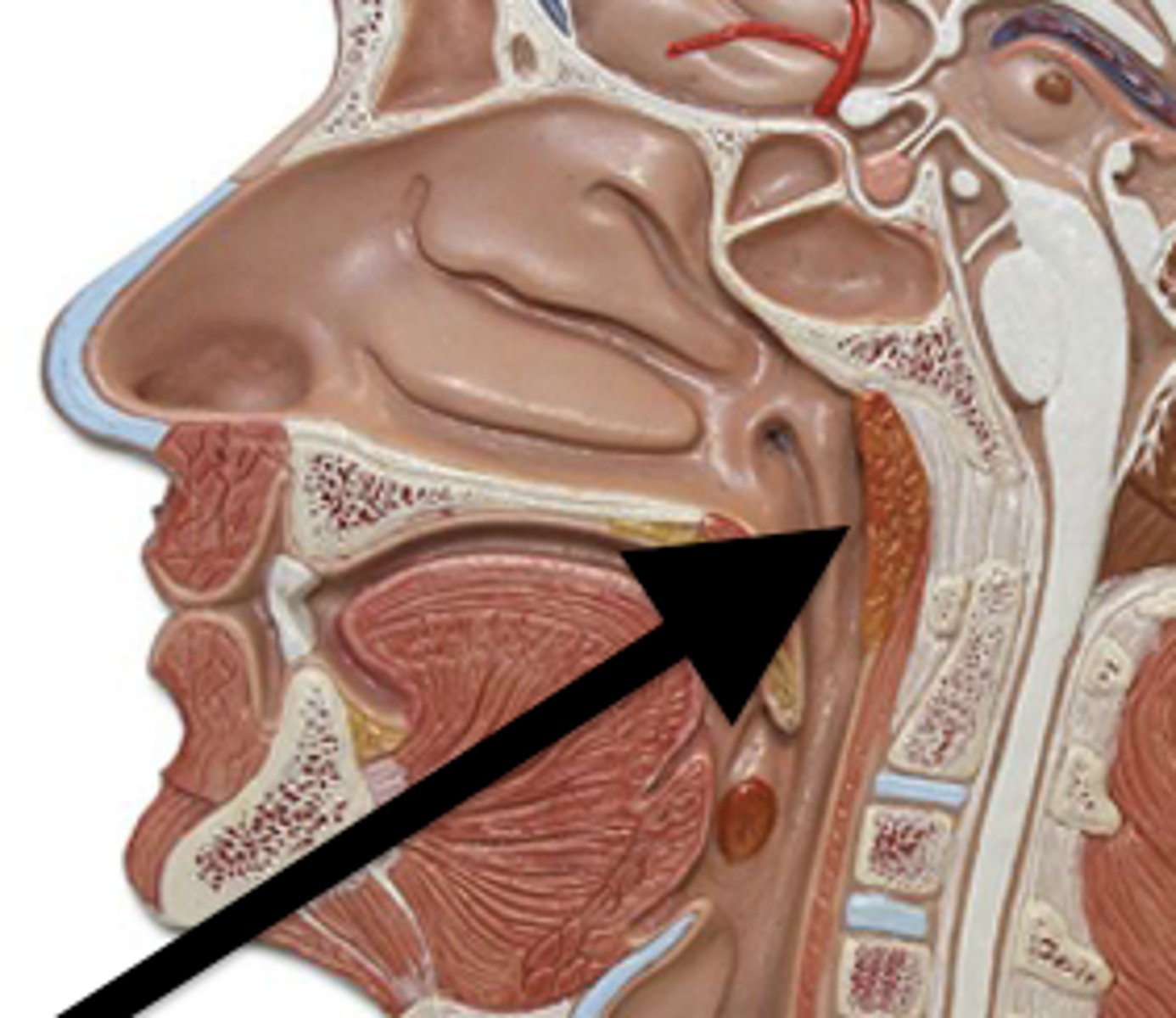 <p>Located in the upper part of the throat, behind the nose</p>