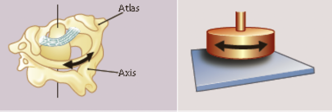 * a rounded surface of one bone articulates with a ring formed partly by another
* primary movement is rotation
  * eg. the atlas of the neck rotating 