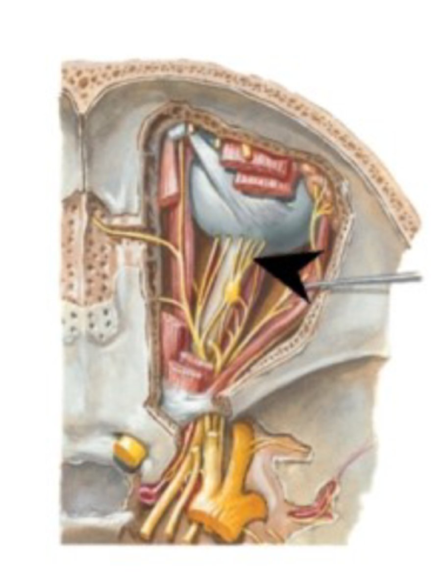 <p>What is this structure?</p>