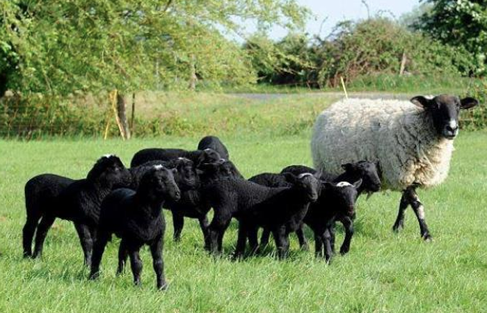 <ul><li><p>Dark sheep due to their dark pelts</p><ul><li><p>Black face w white on head/nose<br>Fleece has no value</p></li><li><p>Lambs are born black</p></li></ul></li><li><p>Good maternal breed</p><ul><li><p>High lamb numbers</p></li><li><p>Good instincts and very tough</p></li></ul></li></ul><p></p>