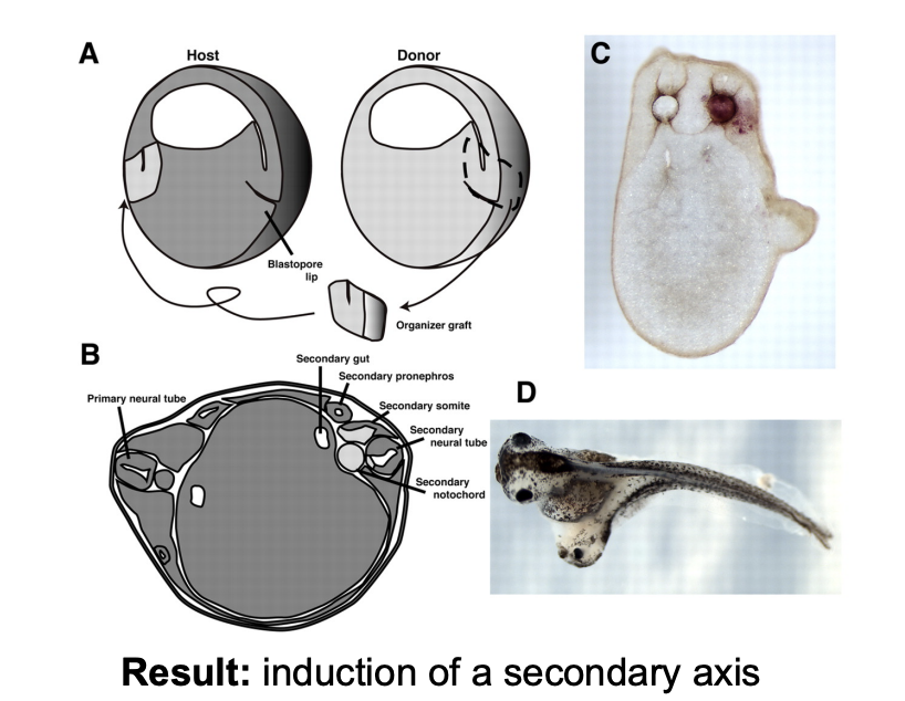 <p>Experiement: graft tissue from the dorsal side ontot hte ventral side</p><p></p><p>Result: Induction of a secondary axis</p>