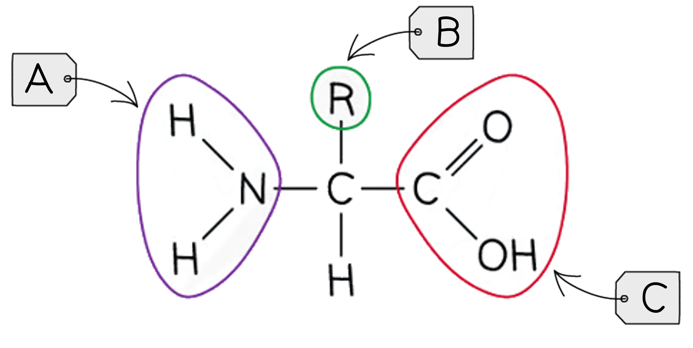 <p><span>An amino acid consists of a </span><strong>central carbon</strong><span> (alpha carbon) bonded to an </span><strong>amine group</strong><span> (-NH2), a </span><strong>carboxyl group</strong><span> (-COOH), a</span><strong> hydrogen atom</strong><span>, and an</span><strong> R group </strong><span>(which varies among amino acids).</span></p>