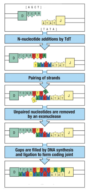 <ul><li><p>Junctional diversity = extra diversity created during joining of V, D, and J segments</p></li><li><p>TdT enzyme adds a random number (2–20) of random nucleotides at the junctions</p></li><li><p>DNA strands anneal, and any unpaired bases are removed by exonuclease</p></li><li><p>DNA synthesis + ligation fill gaps → form a coding joint</p></li></ul><p>Results:</p><ul><li><p>Added nucleotides → extra amino acids in the variable region</p></li><li><p>Variable loop lengths (diverse V regions), allowing receptors to reach different antigen shapes</p><ul><li><p>Antibodies with long loops for tight spaces</p></li><li><p>Short loops to avoid steric hindrance</p></li></ul></li></ul><p></p>