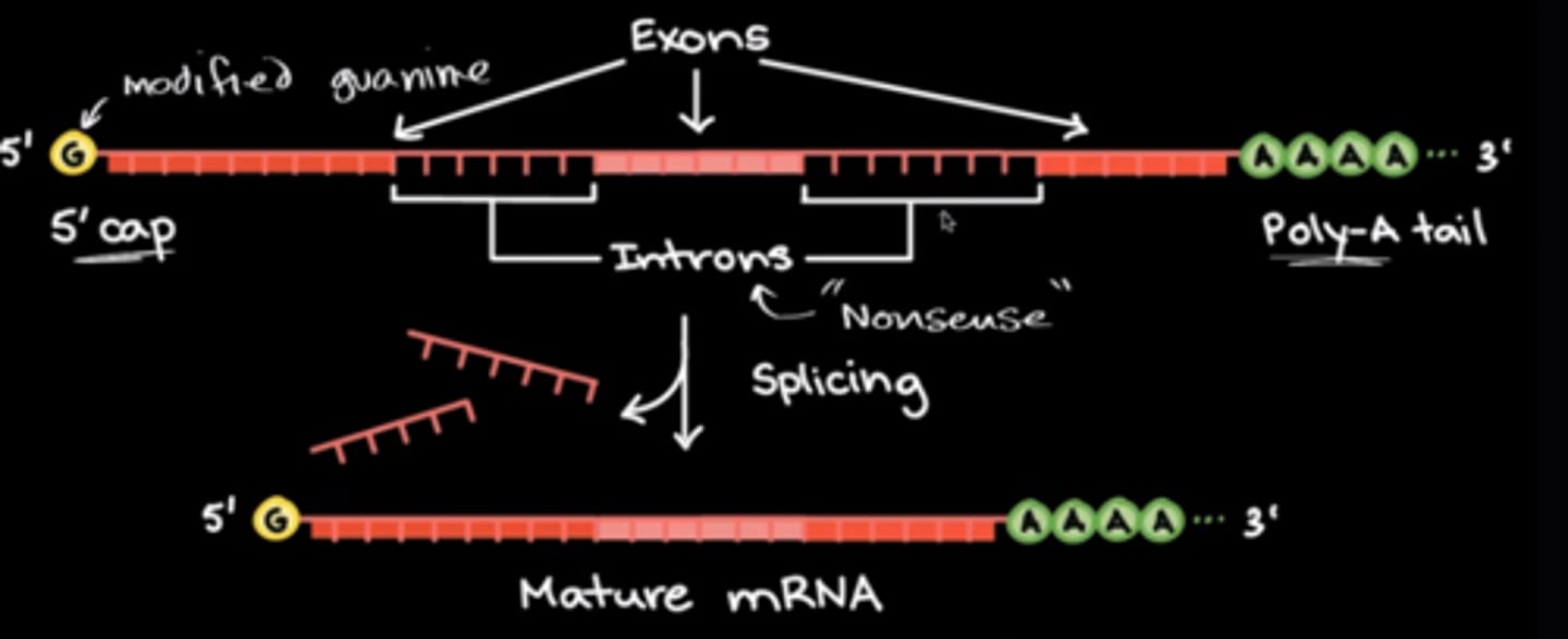 <p>(B) Splicing</p><p>Introns are removed via a process known as splicing.</p>