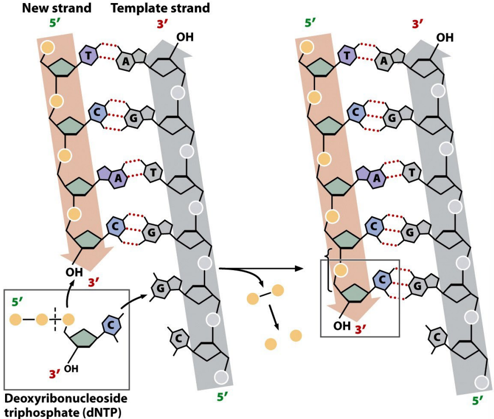 <p><strong>DNA polymerase</strong> add a nucleotide to the <strong>free 3’-OH group</strong> on the growing strand</p>
