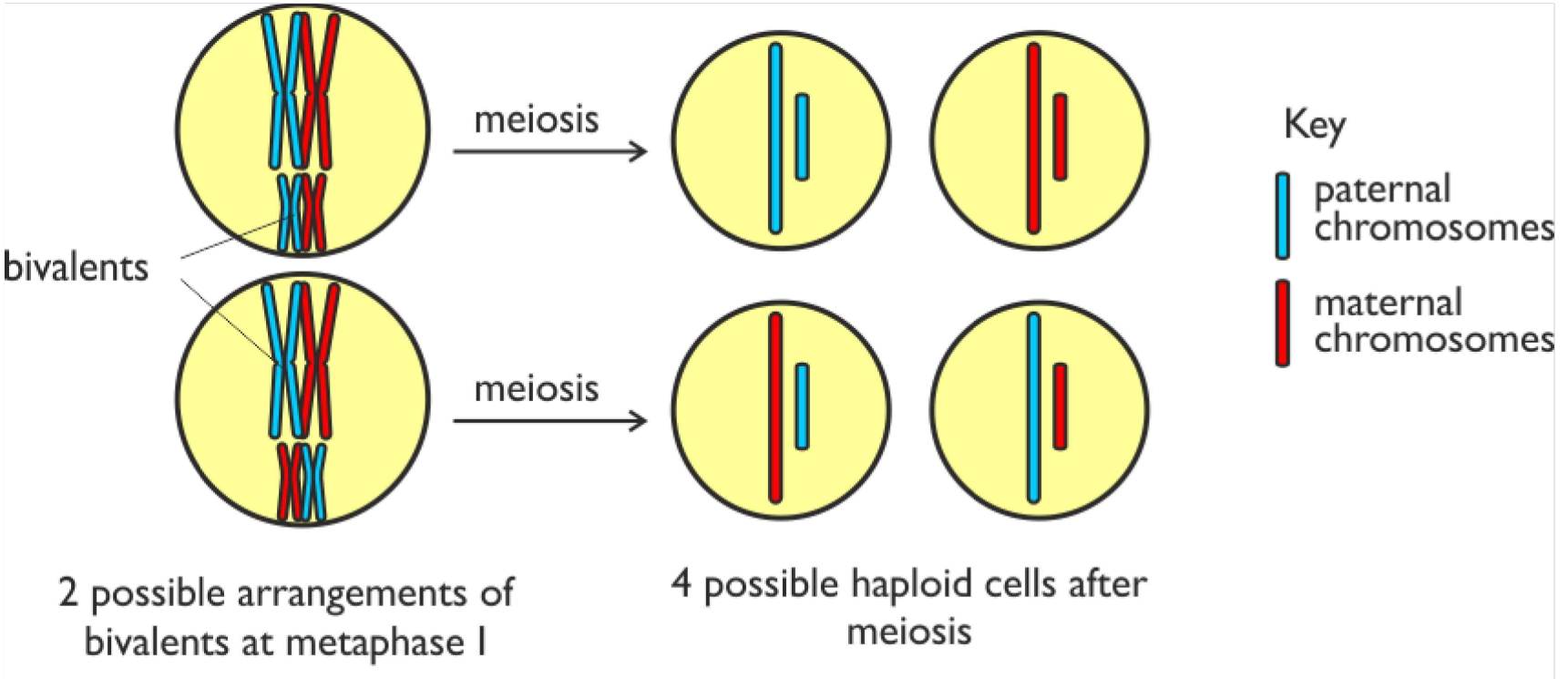 <p>This happens in metaphase meiosis 1 when homologous chromosomes join together to form bivalents that line up at the equator. Each bivalent is made up of a maternal and a paternal chromosome . Since they can line up in any orientation the maternal and paternal version of chromosomes get mixed up in the final gametes  </p>