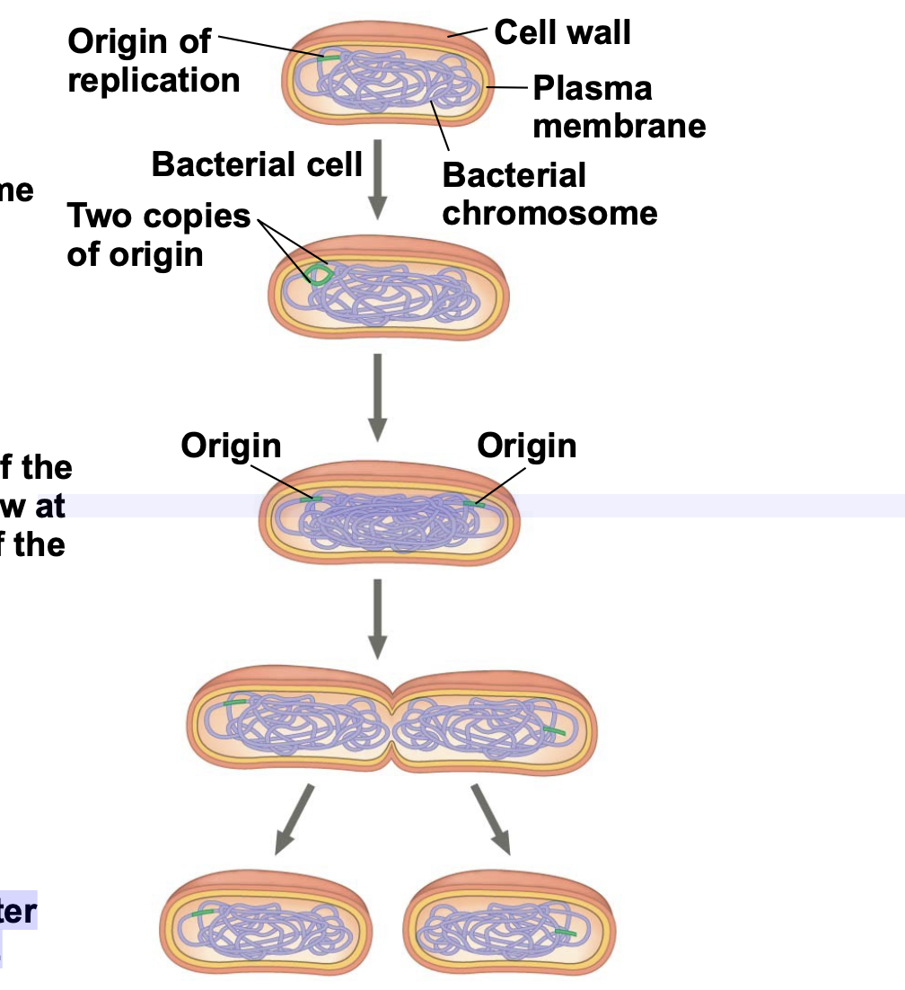 <ol><li><p>Chromosome replication begins.</p></li><li><p>One copy of the origin is now at each end of the cell.</p></li><li><p>Replication finishes.</p></li><li><p>Two daughter cells result.</p></li></ol>