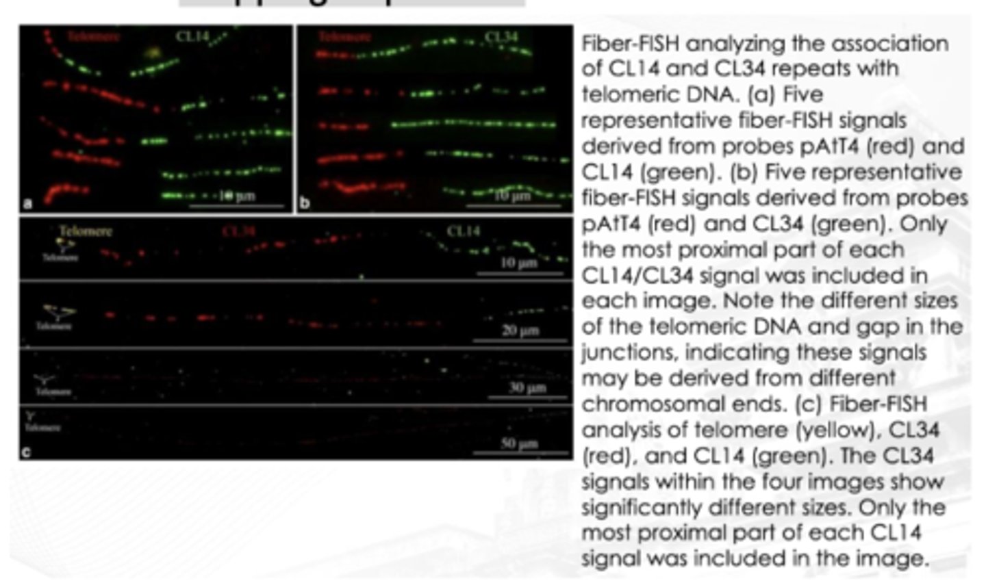 <p>A technique that is almost entirely used for research</p><p>It allows the chromosomes to be stretched out and elongated</p><p>The probes are applied and can be physically ordered on the fibers</p><p>This provides a much higher spatial resolution and allows for correct orientation and placement of probes and for precise mapping of probes</p>