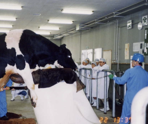 <p>-increased labor and recordkeeping</p><p>-risks (minimal) of widespread disease transmission</p><p>-sperm from some bulls does not tolerate freezing/thawing</p><p>-increased animal handling</p>