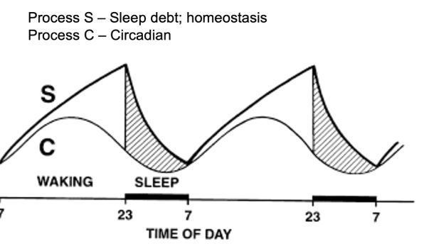 <ul><li><p>Process S: sleep debt; homeostasis</p><ul><li><p>all-nighter accumulates sleep debt that requires MORE sleep to decrease</p></li></ul></li><li><p>Process C: Circadian</p><ul><li><p>This rhythm is still in place even after an all-nighter you will feel more energy the next day</p></li></ul></li></ul><p></p>