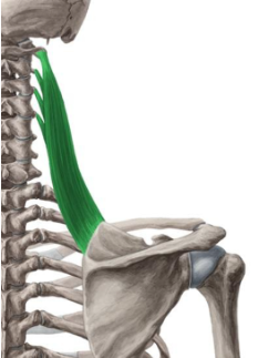 <p><span>orsprong: vanaf dwarsuitsteeksel</span><span><br></span><span>(processus transversus C1-C4)</span><span><br></span><span>Aanhechting: margo medialis thv angulus</span><span><br></span><span>superior scapulae</span><span><br></span><span>Functie: Elevatie schouderblad</span><span><br></span><span>Lichte rotatie van het glenoid naar</span><span><br></span><span>onder (endorotatie)</span><span><br></span><span>scapula thoracaal</span></p>