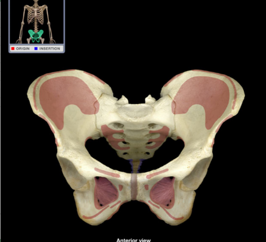 <p>What bone is shown?</p>