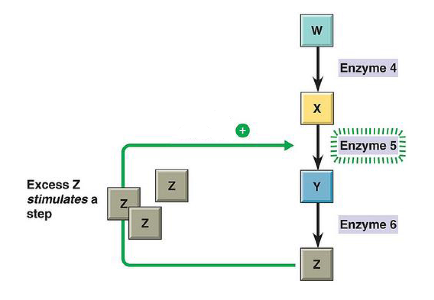 <p>the process in which the enzyme’s activity is stimulated by a regulatory molecule</p>