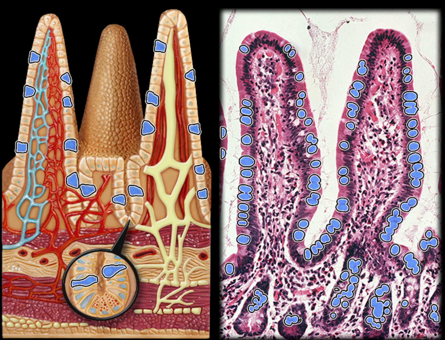 knowt flashcard image