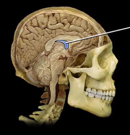 <p><br><span><span>Fornix</span></span></p>