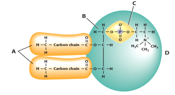 <p>Identify the molecule in this diagram of a lipid labeled C</p>