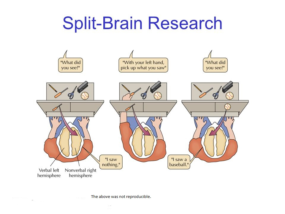 <p>(1968)</p><ul><li><p>11 Ps who had undergone a split brain procedure - had their corpus callosum severed </p></li><li><p>focused on a point and stimuli were shown on either side, sending information to each hemisphere separately </p></li></ul><p></p>