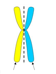 Half of the duplicated chromosome