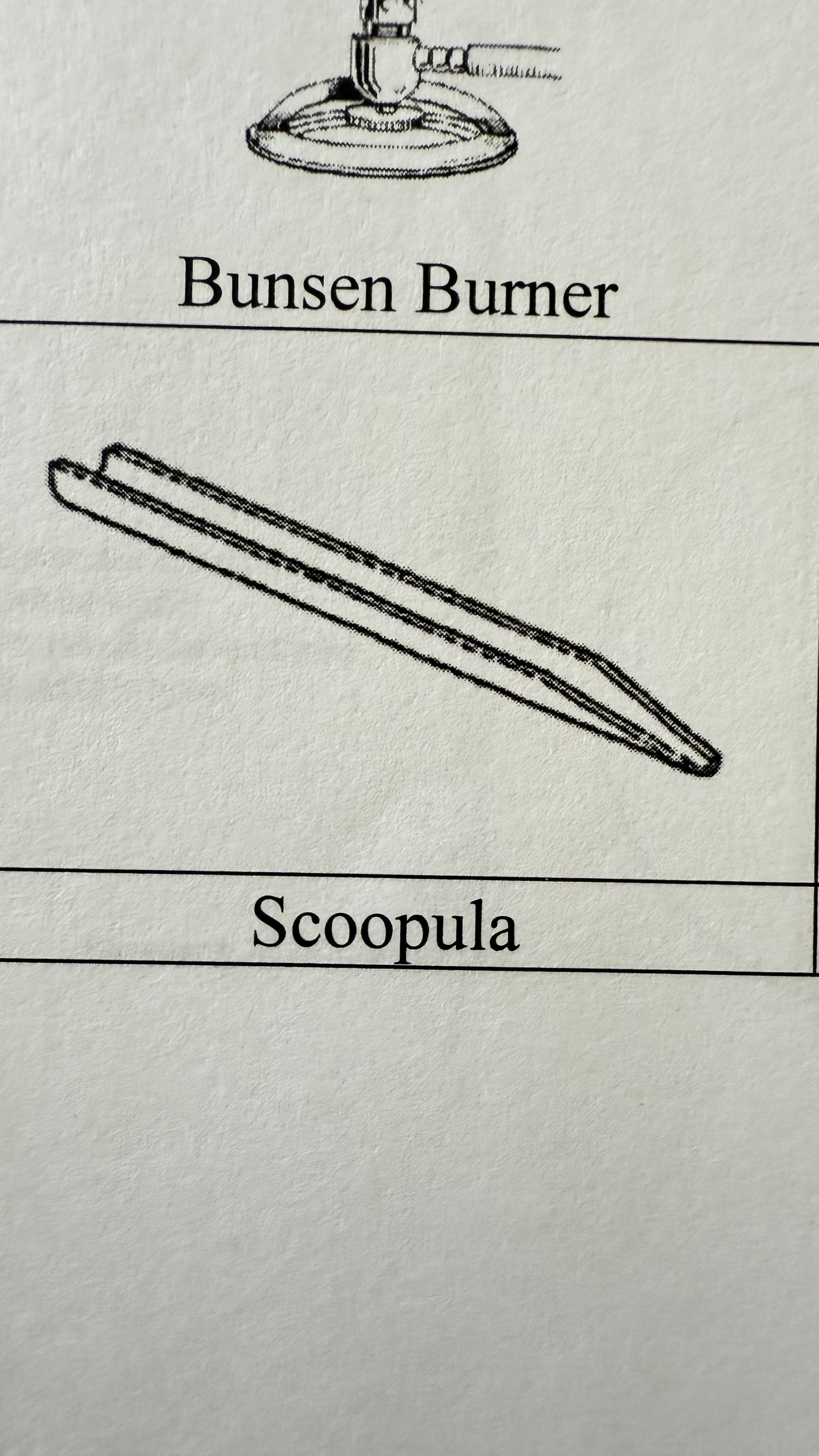 <p>Scoopula</p>